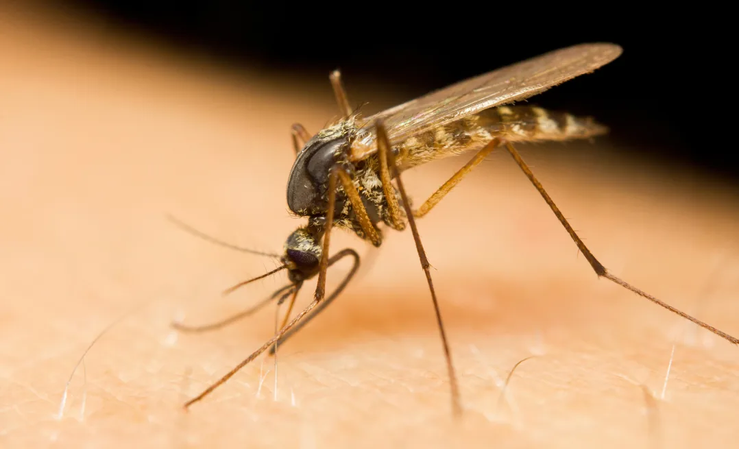 Dr. Tun’s Insights: What Causes Malaria and How to Stay Protected