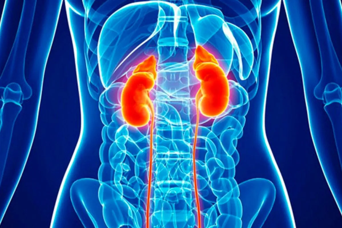 Have You Checked Your Kidneys?